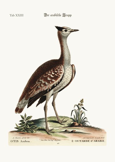 The Arabian Bustard by George Edwards